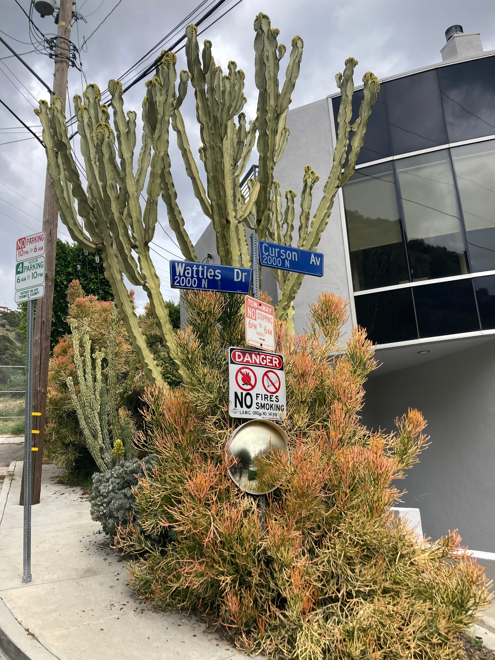 Two street signs reading "Wattles Dr, 2000 N" and "Curson Av, 2000 N" flanked by shrubbery and cacti.