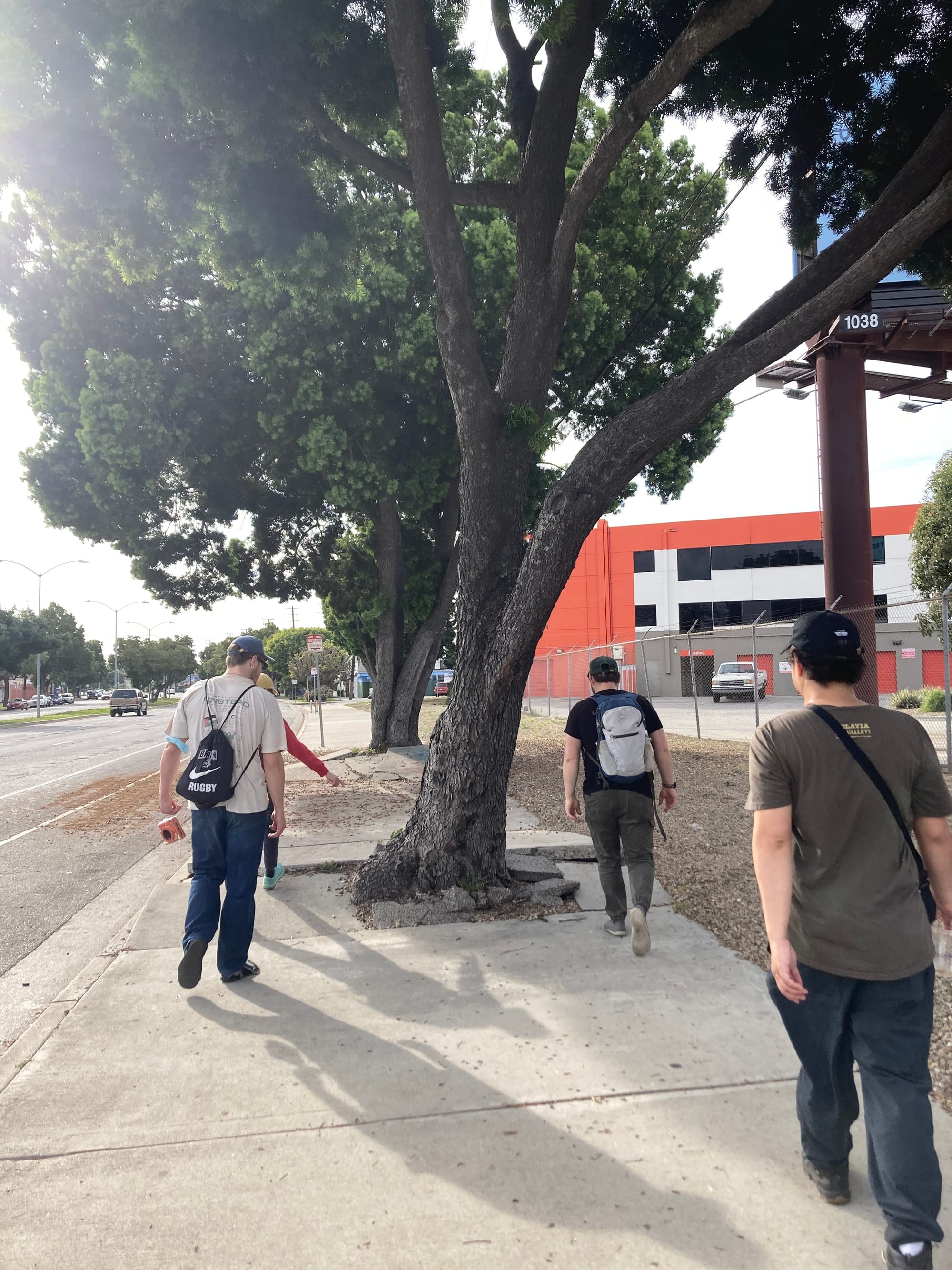 Four people walk past a tree and buckled section of sidewalk